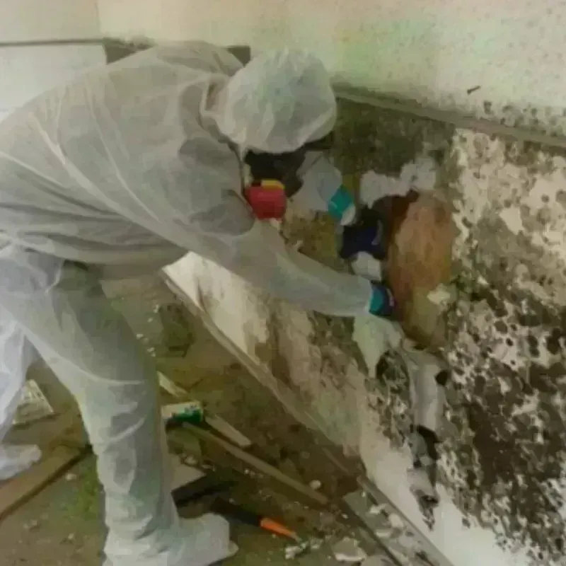 Mold Remediation and Removal in Brentwood, NH